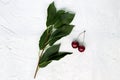 Fresh cherries on a branch with green leaves on a white background top view Royalty Free Stock Photo