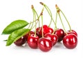 Fresh cherry berries with green leaf Royalty Free Stock Photo