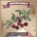 Fresh cherry on a branch hand drawn color vector sketch.