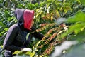 Fresh cherry coffee bean on tree branchCoffee picker with coffee berries