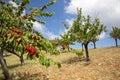 Fresh cherry fruit in cherry tree, Spil mountain - Turkey