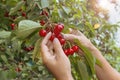 Fresh cherry harvest. Hands gathering hew sweet cherry harvest