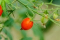 Fresh cherry tomato on a branch in the garden. Royalty Free Stock Photo