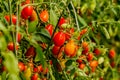 Fresh cherry tomato on a branch in the garden. Royalty Free Stock Photo