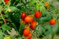 Fresh cherry tomato on a branch in the garden. Royalty Free Stock Photo