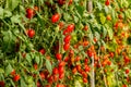 Fresh cherry tomato on a branch in the garden. Royalty Free Stock Photo