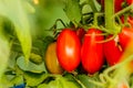 Fresh cherry tomato on a branch in the garden. Royalty Free Stock Photo