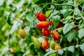 Fresh cherry tomato on a branch in the garden. Royalty Free Stock Photo