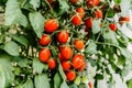 Fresh cherry tomato on a branch in the garden. Royalty Free Stock Photo