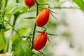 Fresh cherry tomato on a branch in the garden. Royalty Free Stock Photo