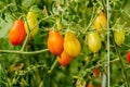 Fresh cherry tomato on a branch in the garden. Royalty Free Stock Photo