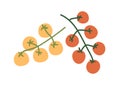 Fresh cherry tomato branches. Small vegetables on food plant. Red and yellow natural raw veggies on twigs. Flat vector