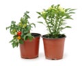 Fresh cherry tomato plant and fresh Paprika in a jar Royalty Free Stock Photo