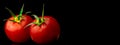 Fresh cherry tomatoes on a black background, banner with copy space. Cooking, healthy eating, organic vegetable food Royalty Free Stock Photo