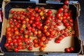 Fresh Cherry Tomatoes in Box Royalty Free Stock Photo