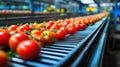 Fresh cherry tomatoes on conveyor belt in modern processing facility Royalty Free Stock Photo