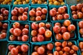 Fresh Cherry Tomatoes at the Farmer's Market