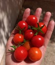 Fresh cherry tomatoes from garden Royalty Free Stock Photo