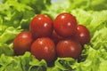 Fresh cherry tomatoes with salad Royalty Free Stock Photo