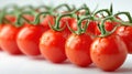 Fresh cherry tomatoes on vine with water droplets. Organic produce concept Royalty Free Stock Photo