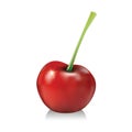 Fresh cherry vector illustration isolated on white