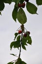 branch of cherry tree Royalty Free Stock Photo