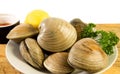 Fresh cherrystone clams Royalty Free Stock Photo