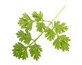 Fresh Chervil branch Royalty Free Stock Photo