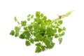Fresh Chervil bunch Royalty Free Stock Photo