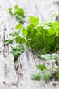 Fresh chervil Royalty Free Stock Photo