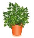 Fresh Chervil Herb in a Flower Pot Royalty Free Stock Photo