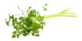 Fresh Chervil Royalty Free Stock Photo