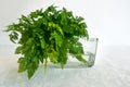 Fresh Chervil Parsley Bunch in a Glass on white background. Good for soup and fish dishes. Royalty Free Stock Photo