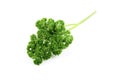 Fresh chervil / parsley on white background Royalty Free Stock Photo