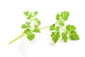 Fresh Chervil sprig Royalty Free Stock Photo