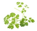 Fresh Chervil sprig Royalty Free Stock Photo