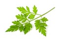 Fresh Chervil sprig Royalty Free Stock Photo