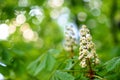 Fresh chestnut blossom in springtime