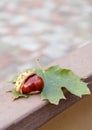 Fresh chestnut and green leaf on metalic fence Royalty Free Stock Photo