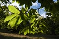 Fresh chestnut green leaves in a forest on tuscany mountains. Autumn season, Italy Royalty Free Stock Photo