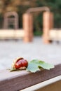 Fresh chestnut and green leaf on metalic fence Royalty Free Stock Photo