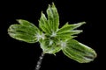 Fresh chestnut sprout with opening bud