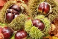 Fresh chestnuts on dry leaves