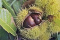 Fresh chestnuts in its husk covered with drops