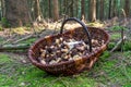 Fresh chestnuts mushrooms lie in a big basket Royalty Free Stock Photo