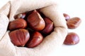 Fresh chestnuts on a white background. Isolated chestnut set. The name also refers to the edible nuts they produce. Concept of