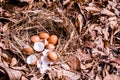 Fresh Chicken Egg and Egg Shell in the Nest. Royalty Free Stock Photo