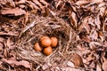 Fresh Chicken Egg and Egg Shell in the Nest. Royalty Free Stock Photo