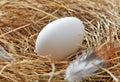 Fresh chicken egg in the nest Royalty Free Stock Photo