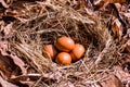 Fresh Chicken Egg and Egg Shell in the Nest. Royalty Free Stock Photo